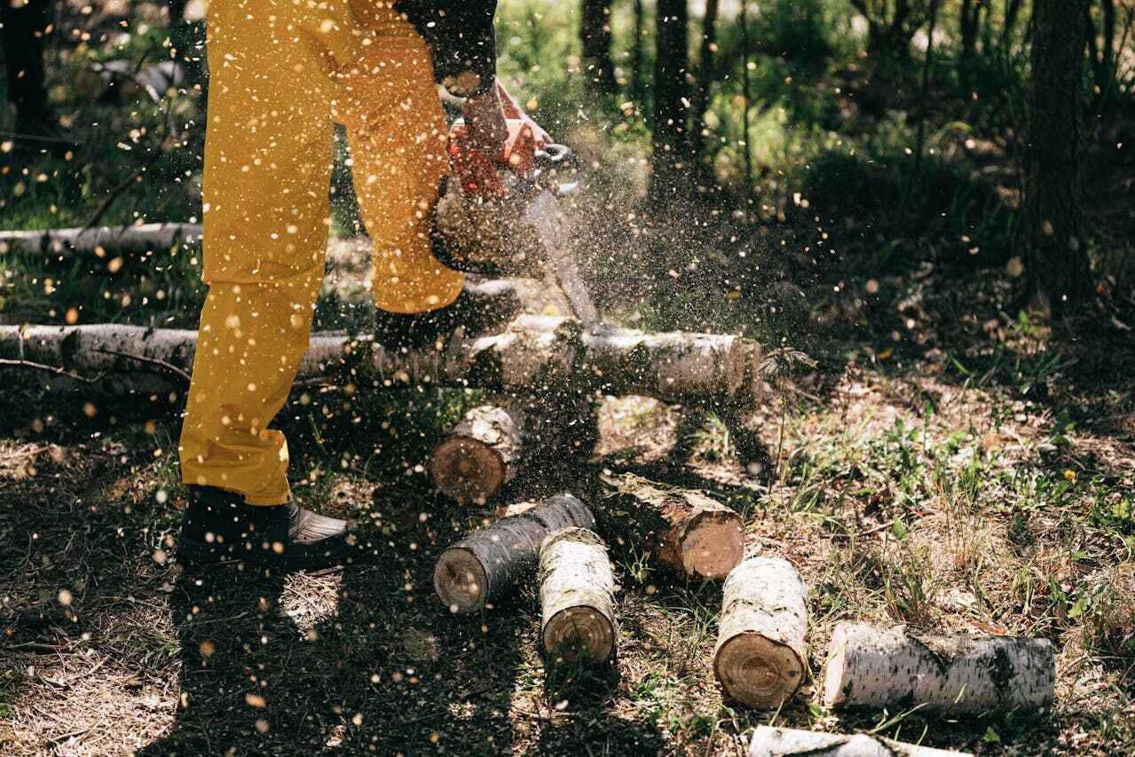 The Steps Involved in Our Tree Care Process in Rosebud, SD